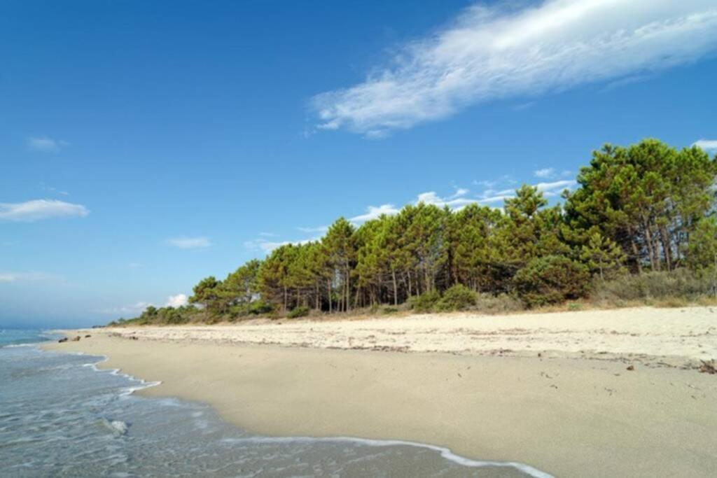 Marine De Bravone T2 Terrasse Front De Mer - Plage Pieds Dans L'Eau - Clim - Piscine - Wifi Linguizzetta Екстериор снимка
